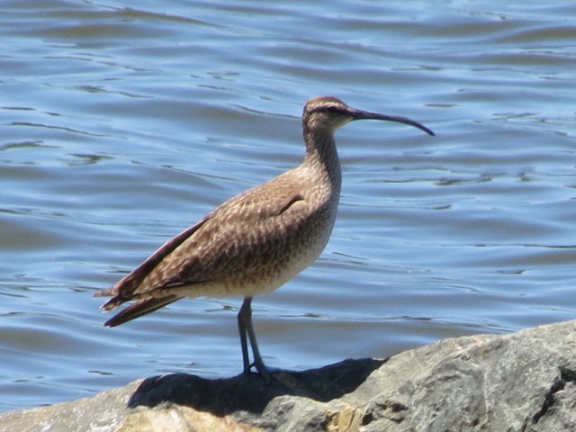 Whimbrel