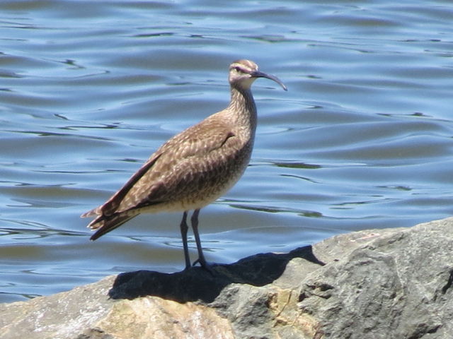 Whimbrel