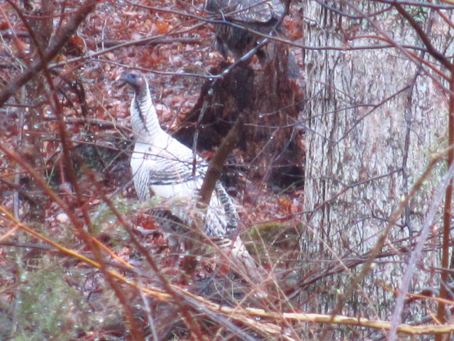 Wild Turkey 