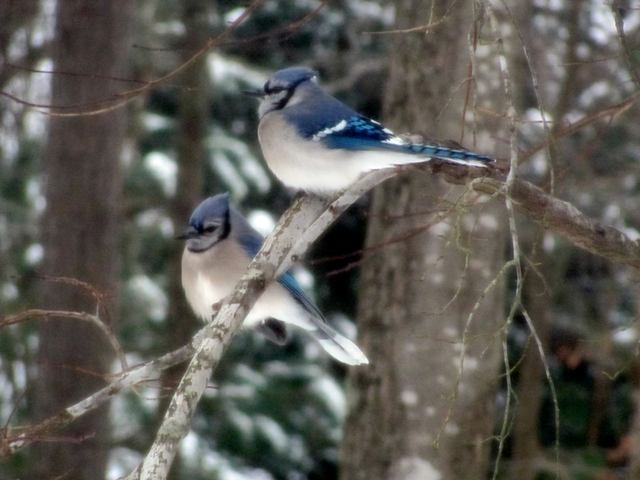 Blue Jays