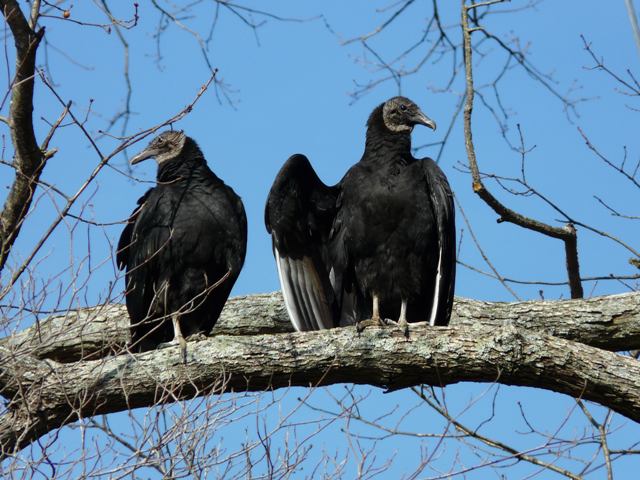 Black Vultures