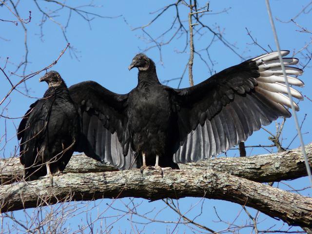 Black Vultures