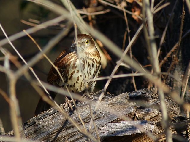 Brown Thrasher