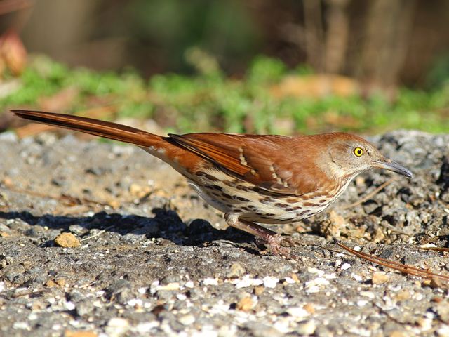 Brown Thrasher