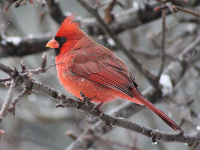 Northern Cardinals