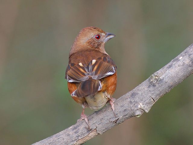 Eastern Towhee