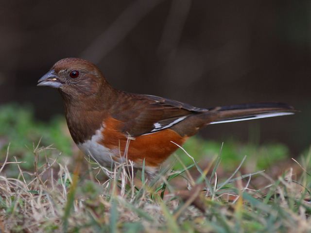 Eastern Towhee