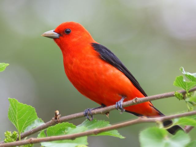 Scarlet Tanager