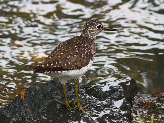 Solitary Sandpiper