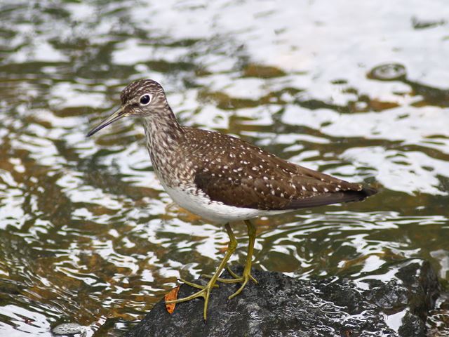 Solitary Sandpiper