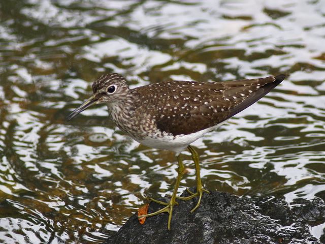 Solitary Sandpiper