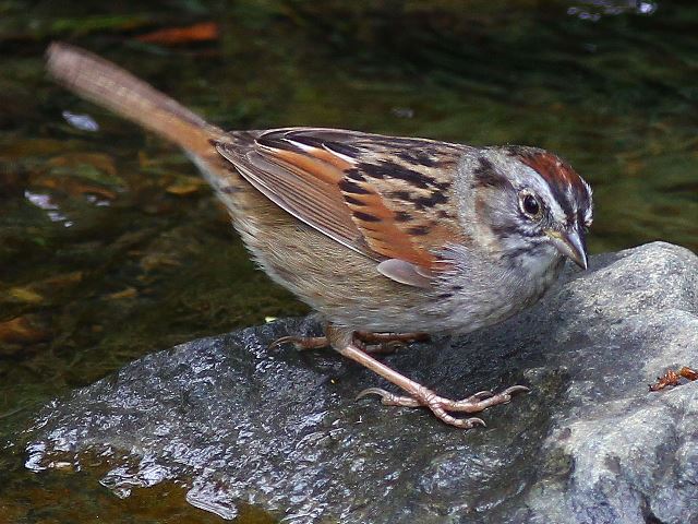 Swamp Sparrow