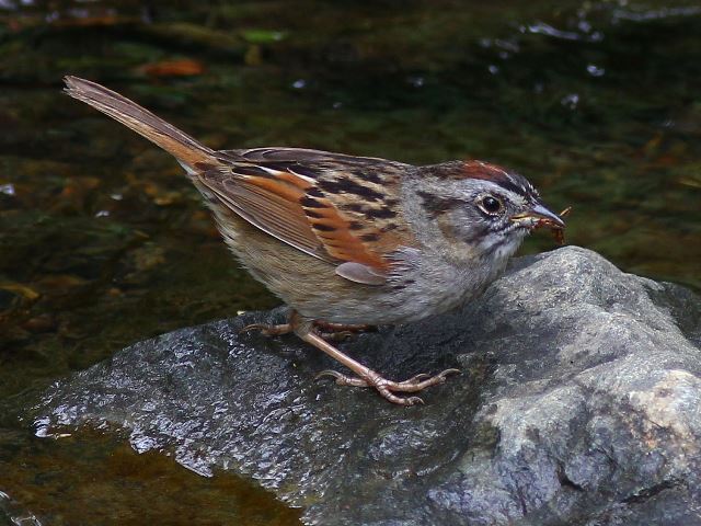 Swamp Sparrow