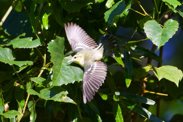 Cerulean Warbler