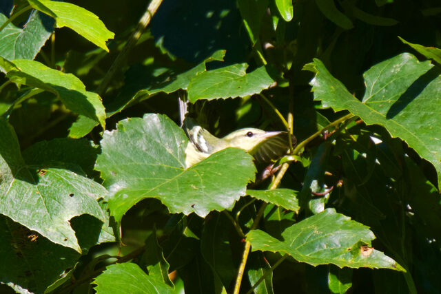 Cerulean Warbler