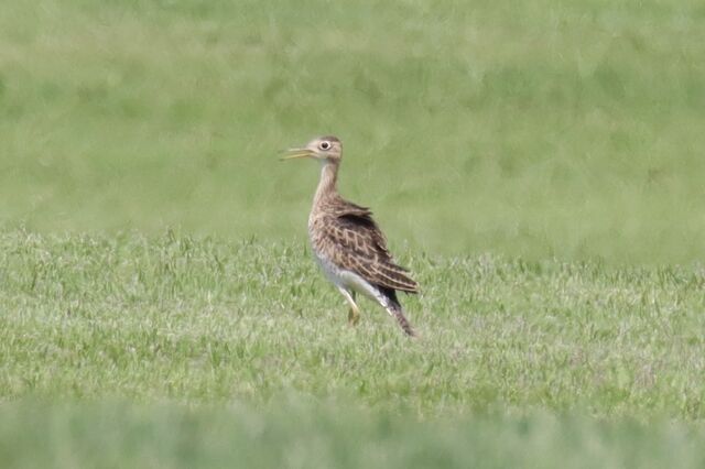 Upland Sandpiper