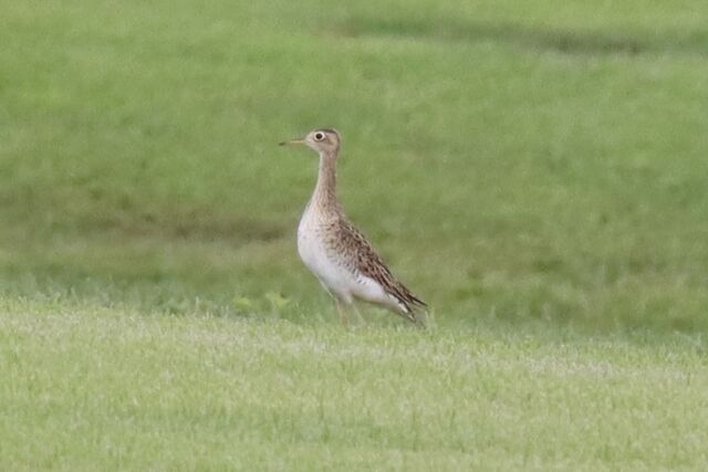 Upland Sandpiper