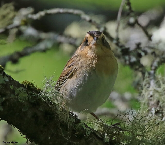 Nelson's Sparrow