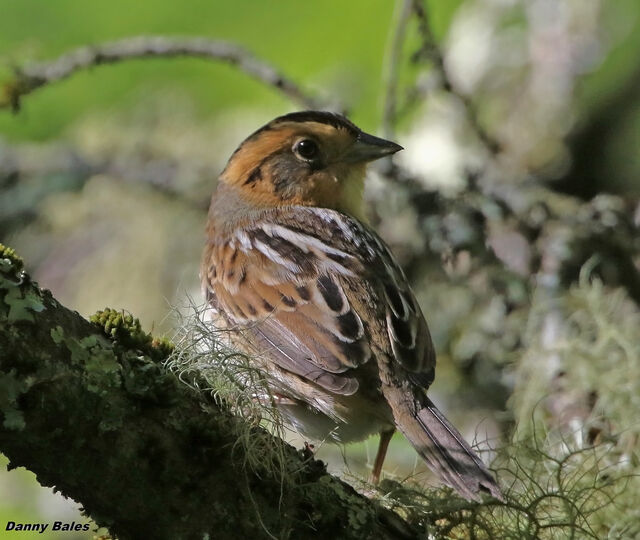 Nelson's Sparrow