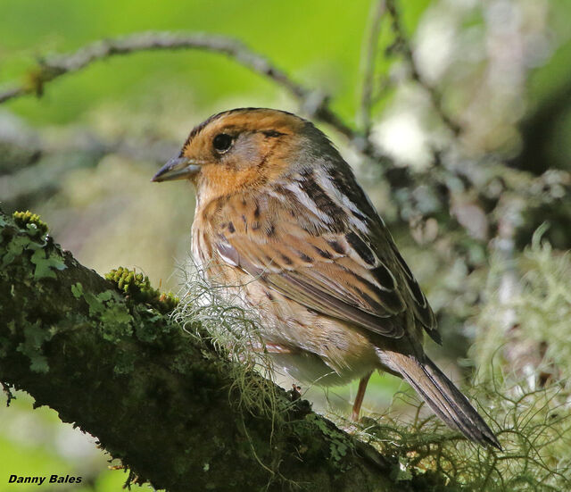 Nelson's Sparrow