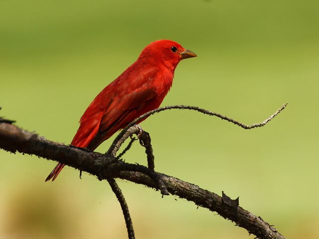 Summer Tanager