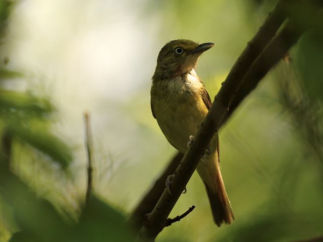 White-eyed Vireo