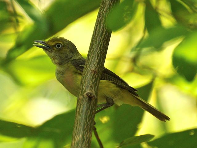 White-eyed Vireo