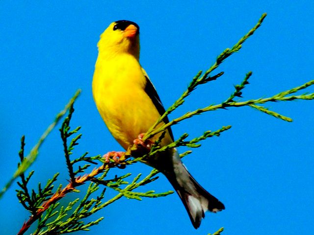 American Goldfinch