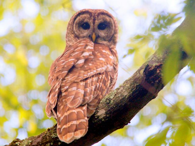 Barred Owl