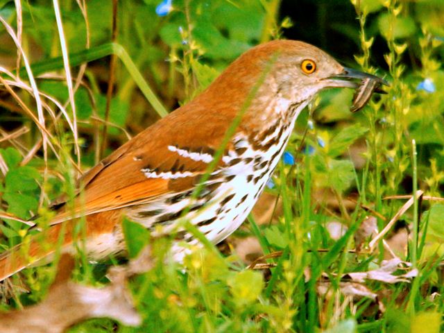 Brown Thrasher