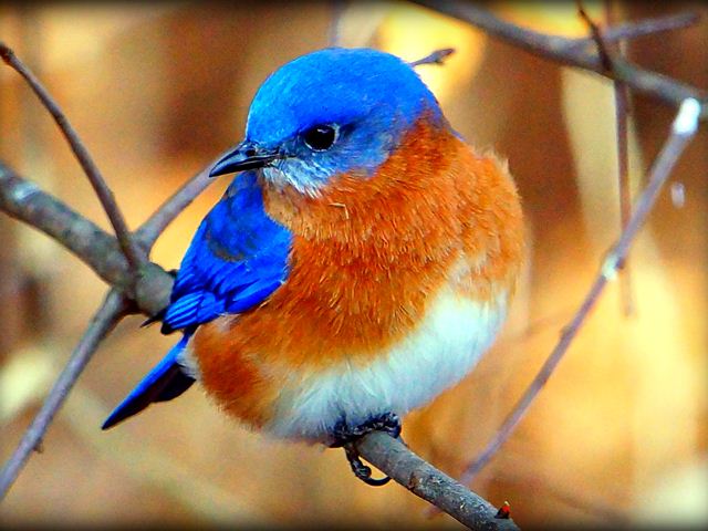 Eastern Bluebird