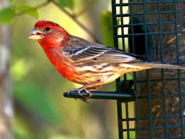 House Finch