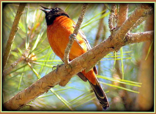 Orchard Oriole