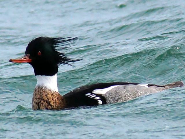 Red-breasted Mergansers