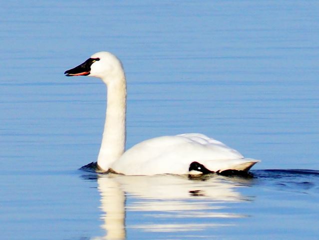 Tundra Swan