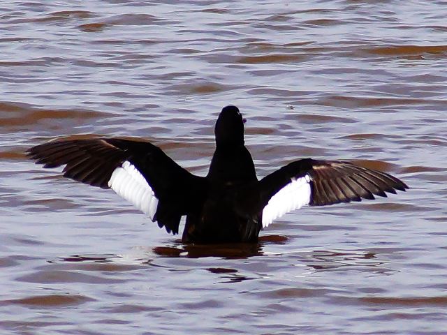 White-winged Scoters