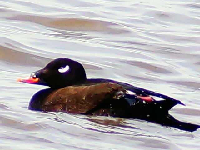 White-winged Scoters