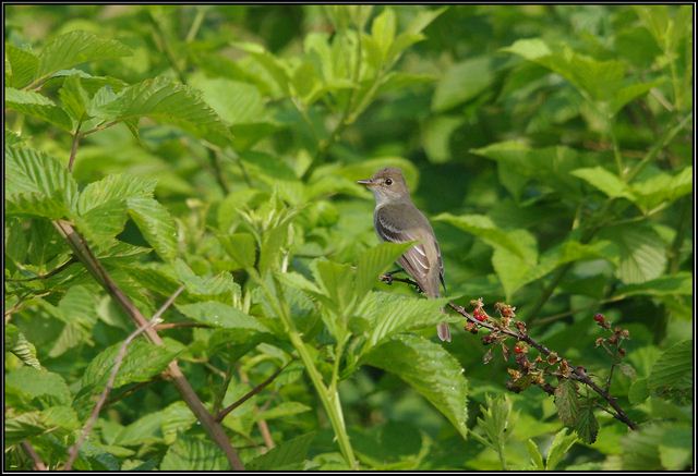 Willow Flycatcher