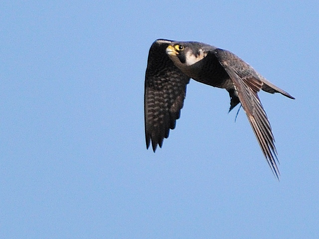 Peregrine Falcon