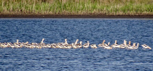 American Avocet