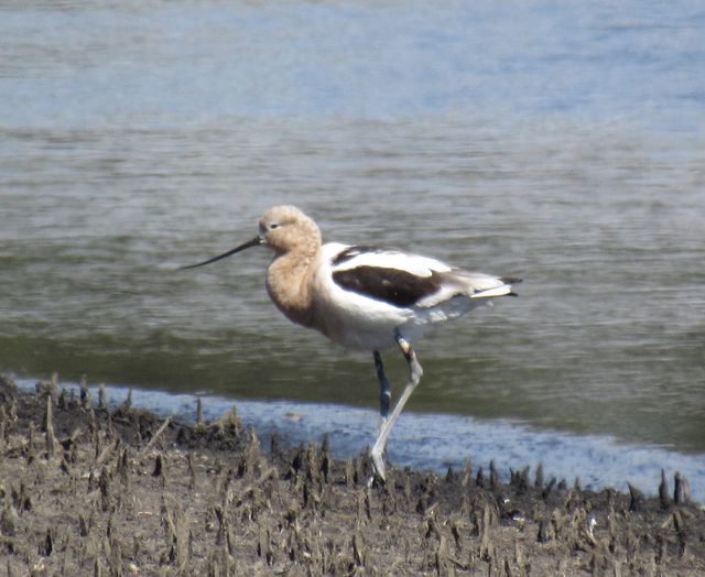 American Avocet