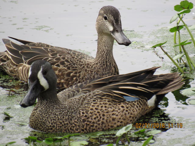 Blue-winged Teal