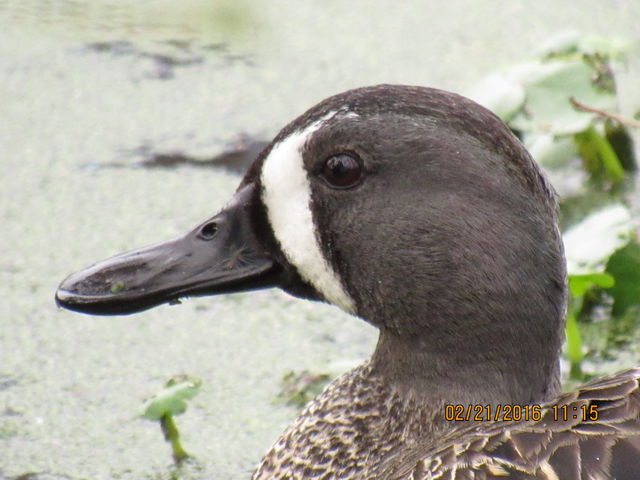 Blue-winged Teal