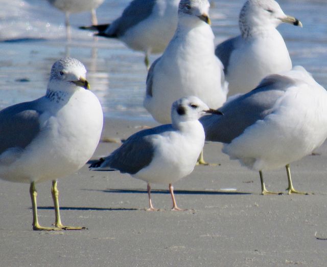 Bonaparte's Gull