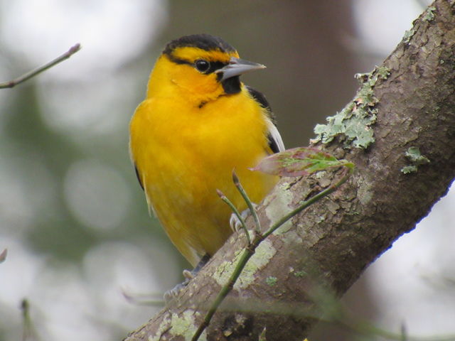 Bullock's Oriole