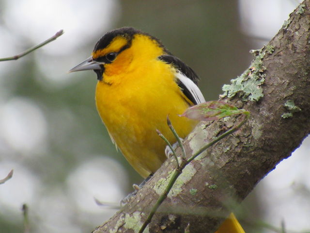 Bullock's Oriole