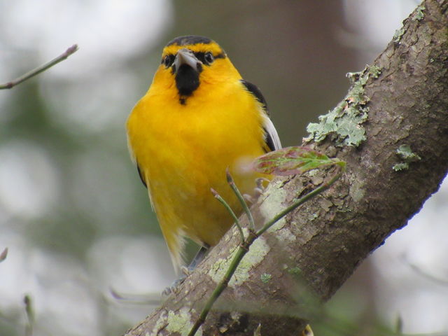 Bullock's Oriole