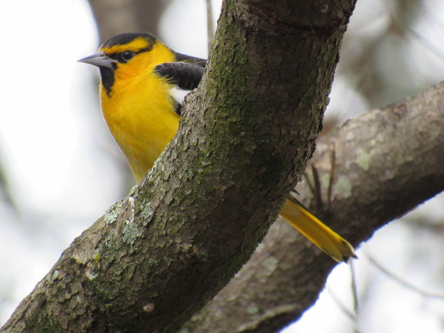 Bullock's Oriole