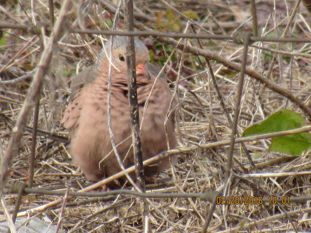 Common Ground-Dove