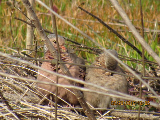 Common Ground-Dove